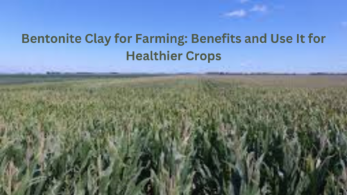 Bentonite Clay for Farming: Top Benefits and How to Use It for Healthier Crops